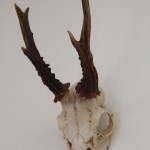 cabinet de curiosité crâne de chevreuil trophée de chasse vintage Rouge Garden